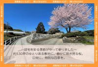 立派な桜がお出迎え